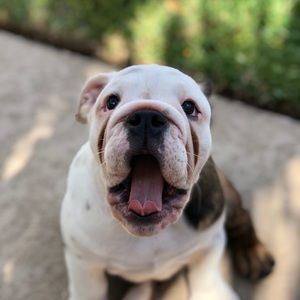 Meet your Posher, Cooper